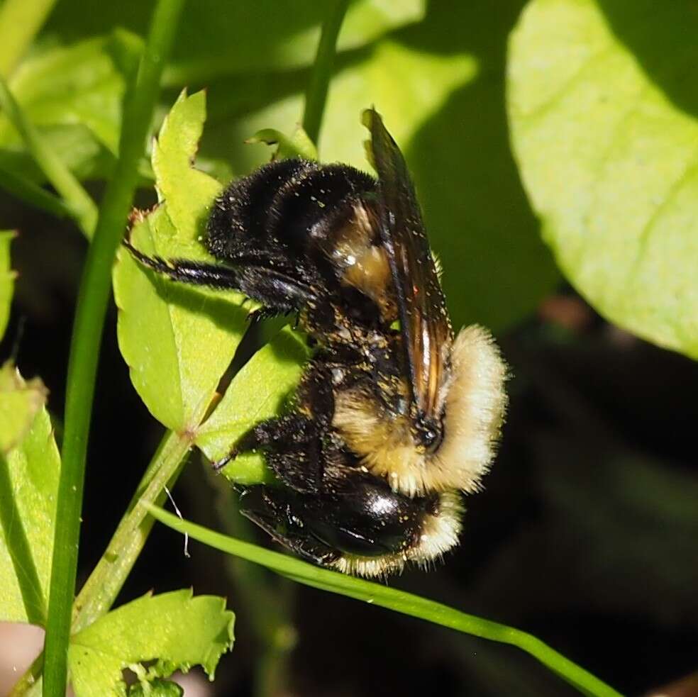 Image de Osmia bucephala Cresson 1864