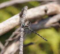 Image of Mountain Tigertail