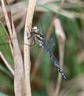 Image of Green-striped Darner