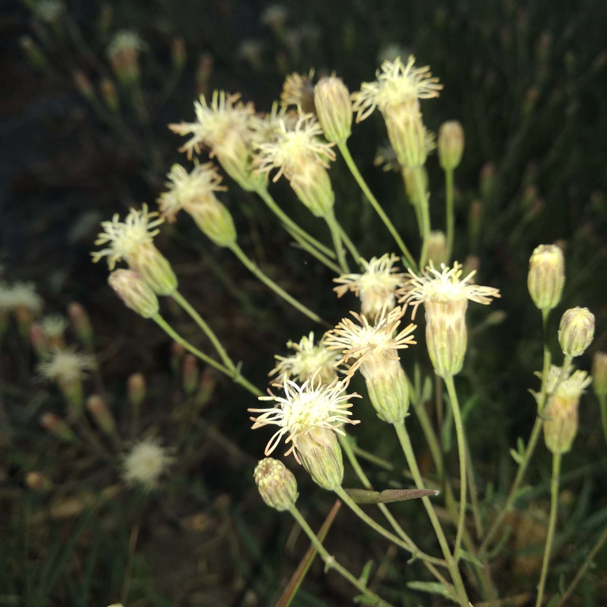 Plancia ëd Brickellia eupatorioides var. chlorolepis (Woot. & Standl.) B. L. Turner