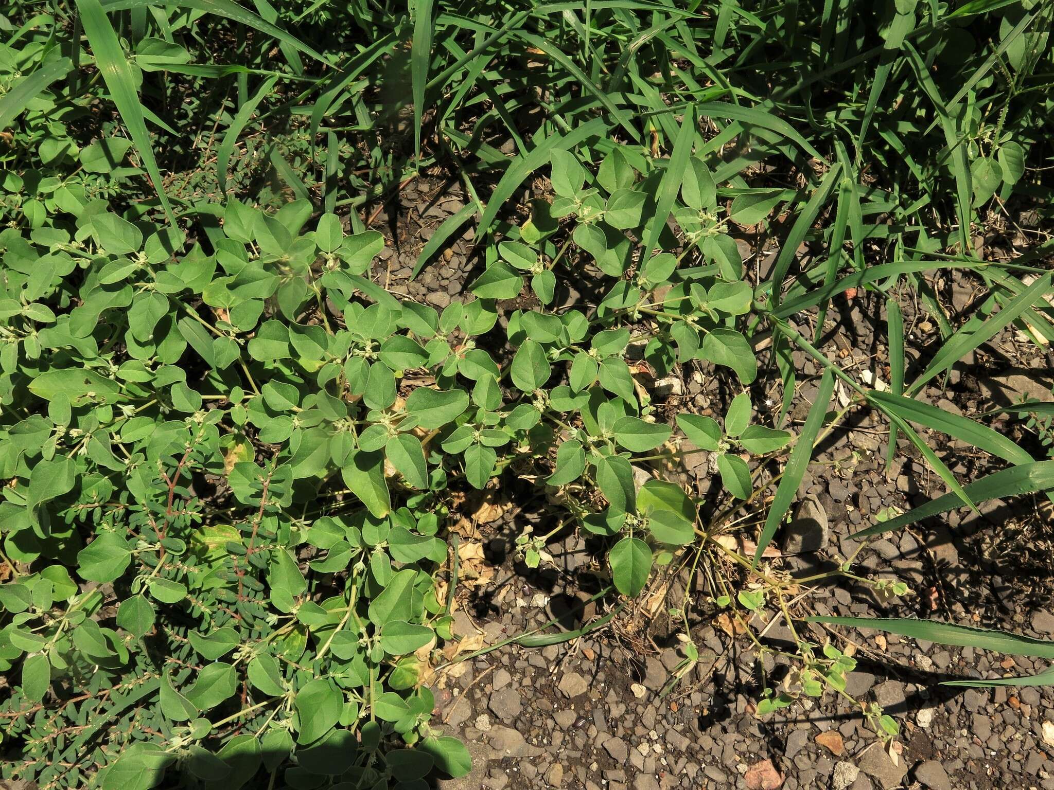 Image of threeseed croton