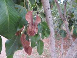 Imagem de Pterocarpus rotundifolius subsp. rotundifolius