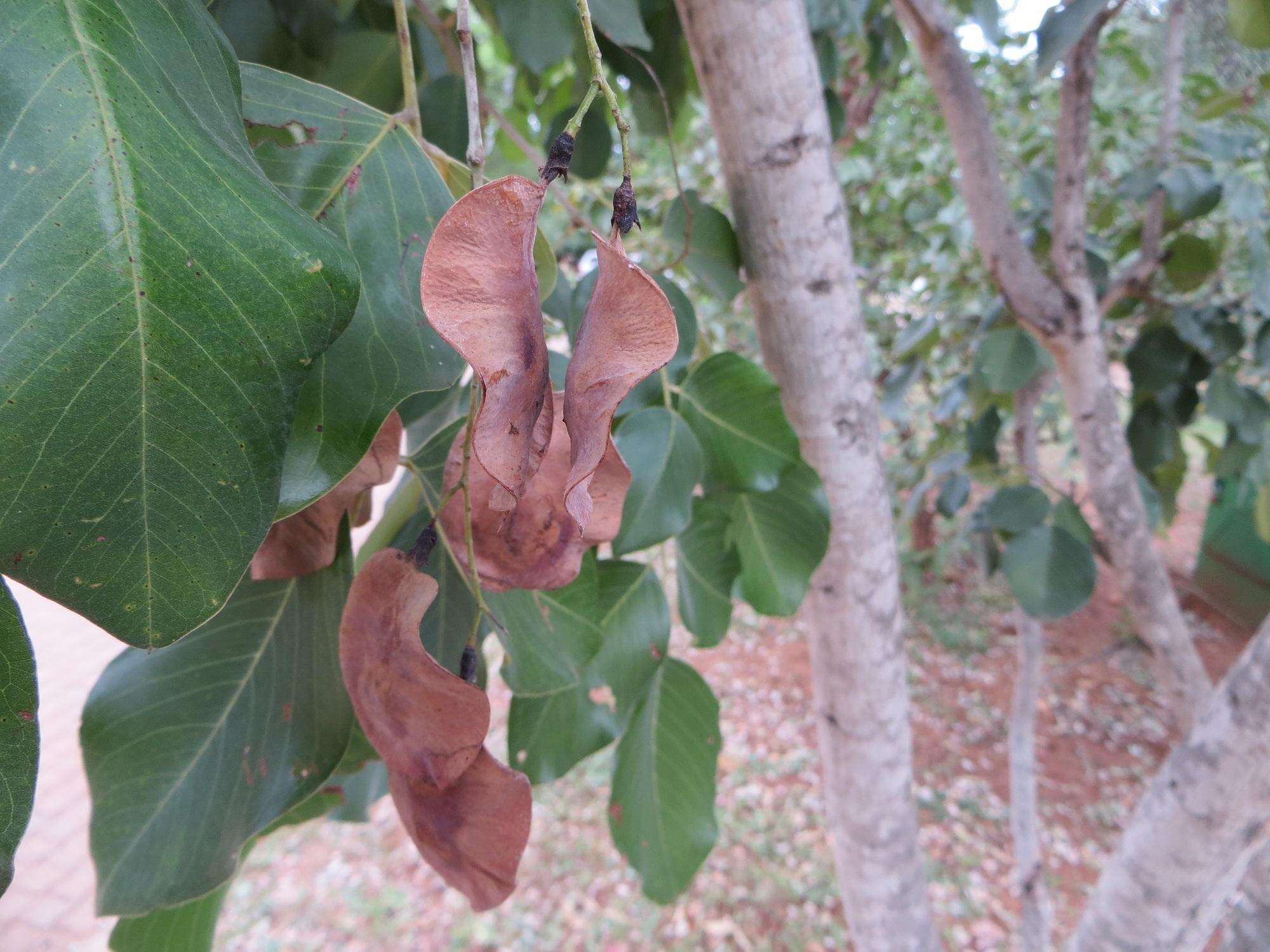 صورة Pterocarpus rotundifolius subsp. rotundifolius