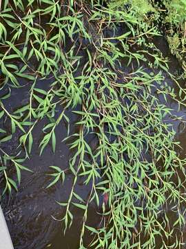 Image of Southern Water Grass