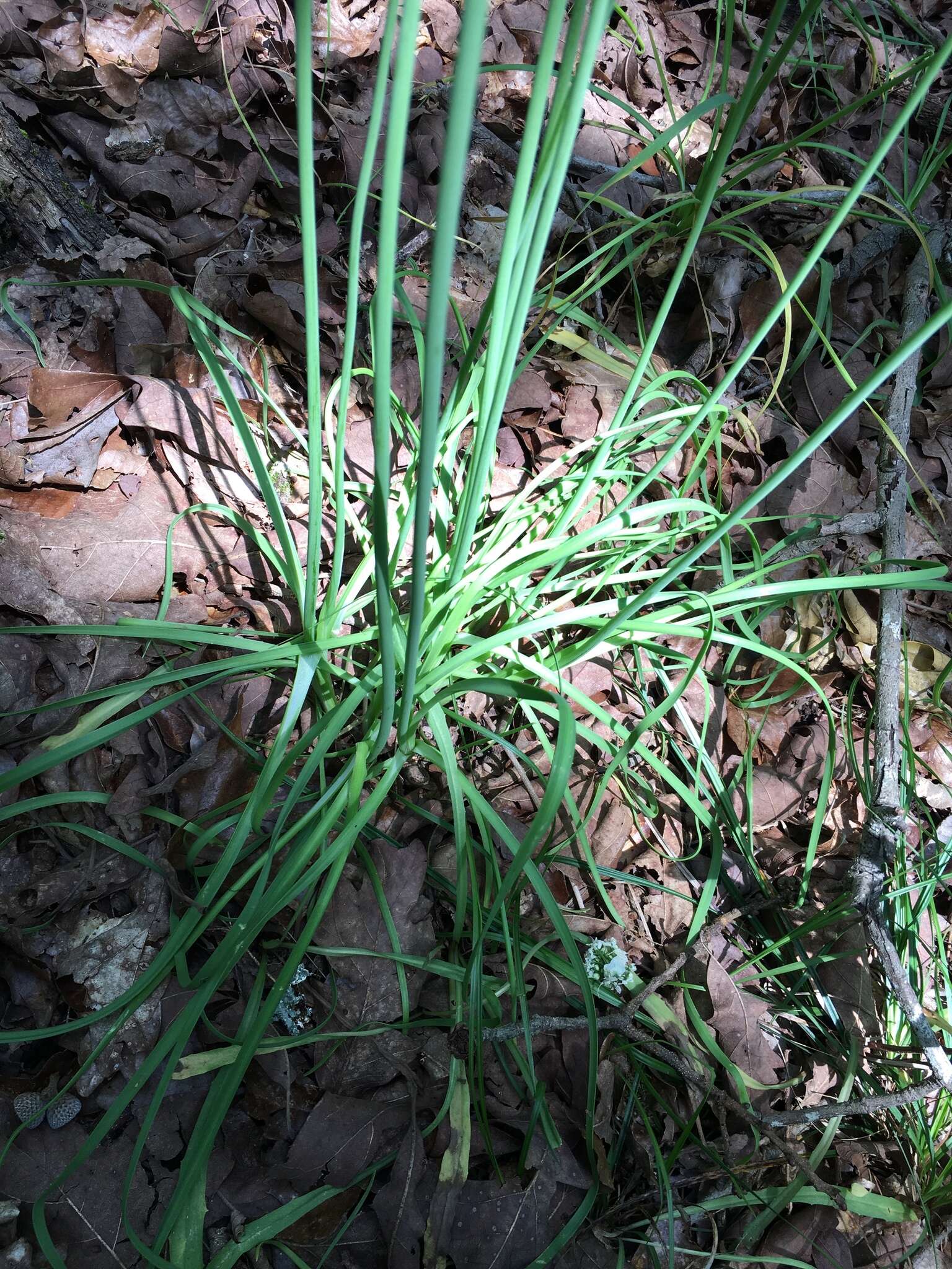 Image of meadow garlic