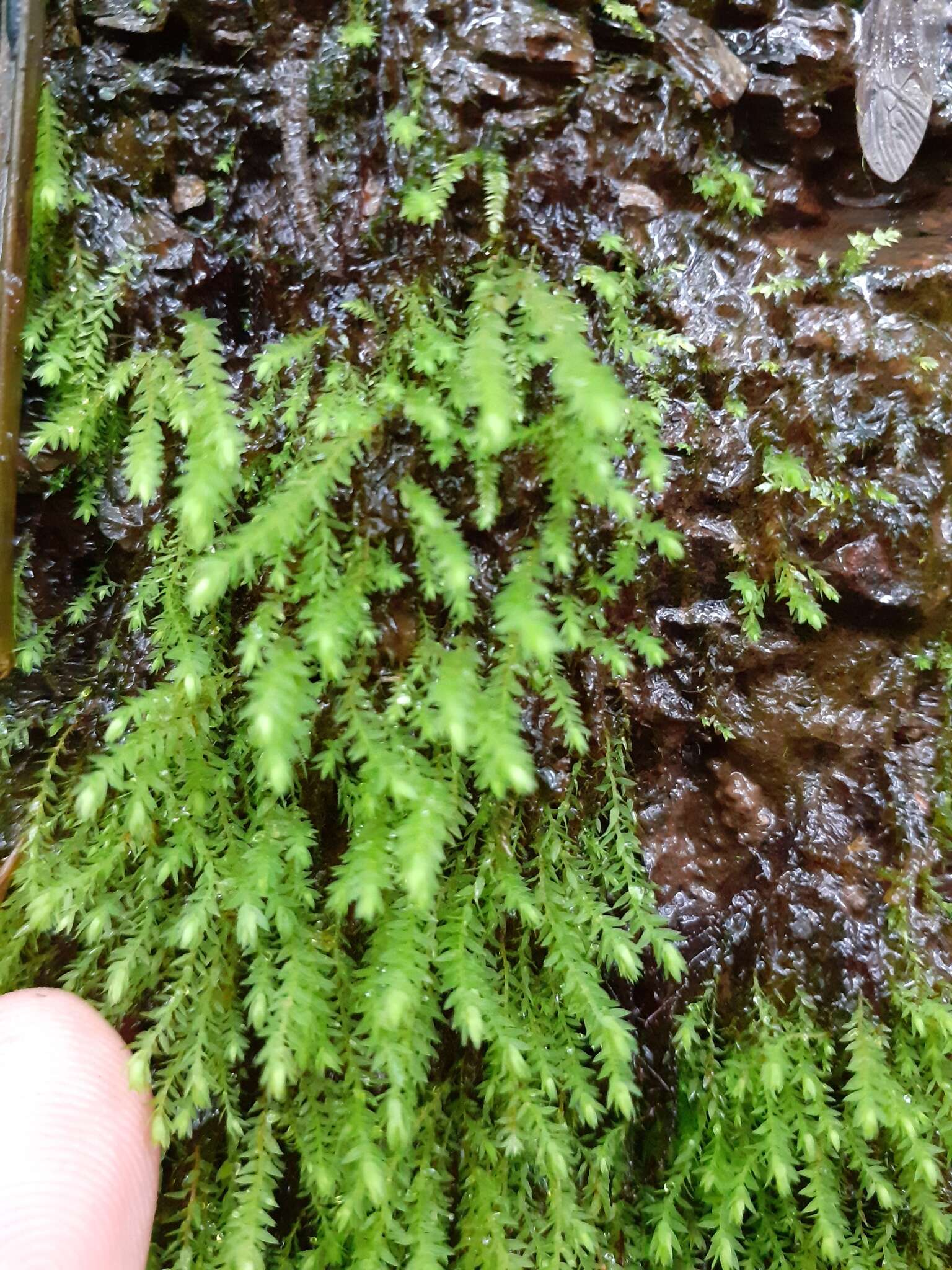 Image of pohlia moss