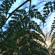 Image of Woolly Tree Fern