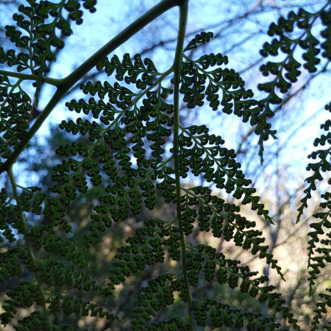 Image of Woolly Tree Fern