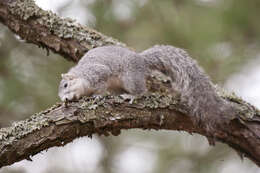 Image of Delmarva Peninsula fox squirrel