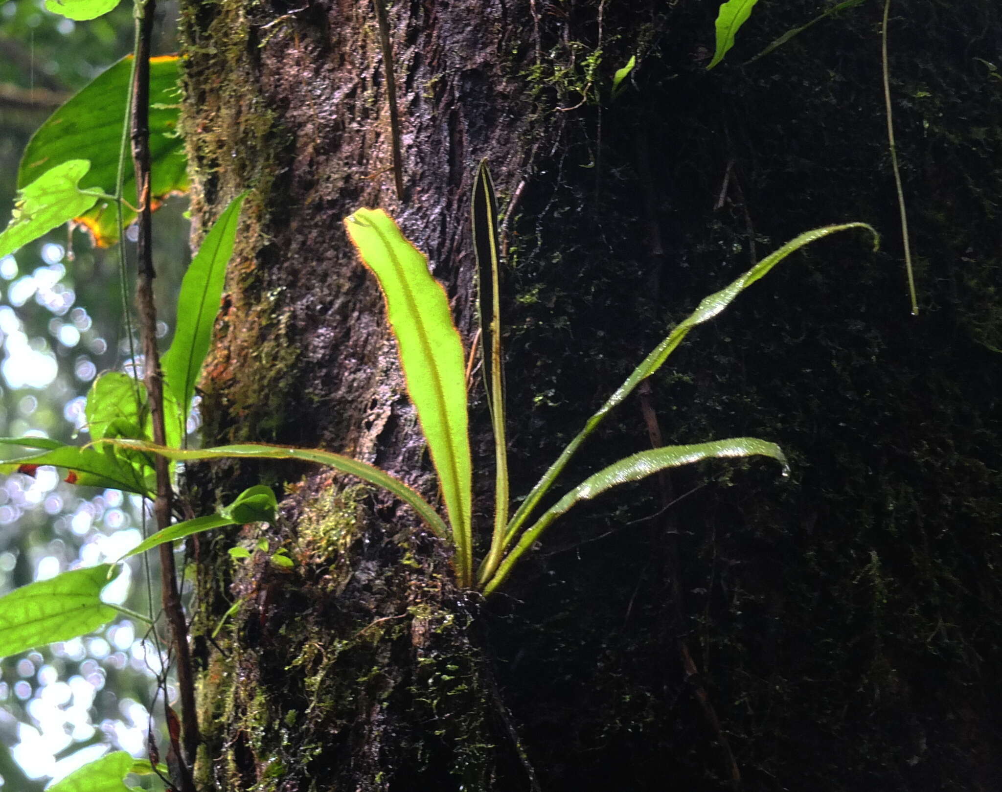 Image of Elaphoglossum raywaense (Jenm.) Alston