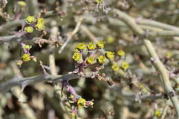 Imagem de Euphorbia gariepina subsp. gariepina