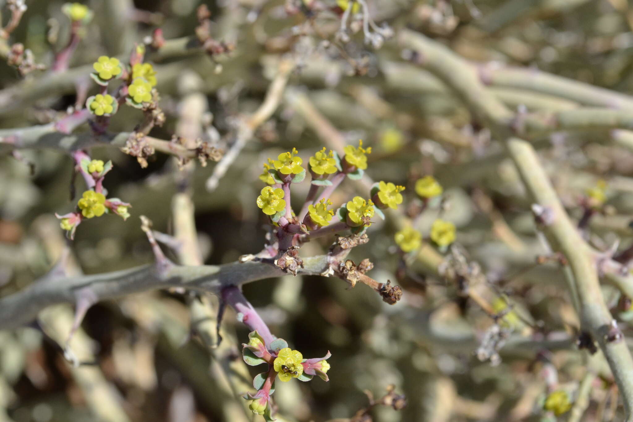 Imagem de Euphorbia gariepina subsp. gariepina