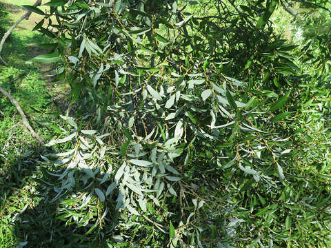 Image of Salix pierotii Miq.