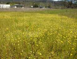 Image of baker's stickyseed