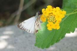 Image of Turk's-Cap White-Skipper