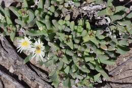 Imagem de Corpuscularia angustipetala (Lavis) H. E. K. Hartmann