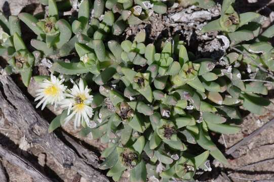 Image of Corpuscularia angustipetala (Lavis) H. E. K. Hartmann