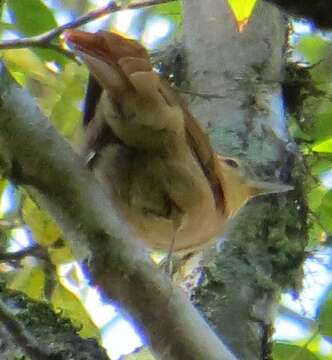 Image of Ochre-breasted Foliage-gleaner