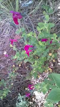 Salvia microphylla Kunth resmi