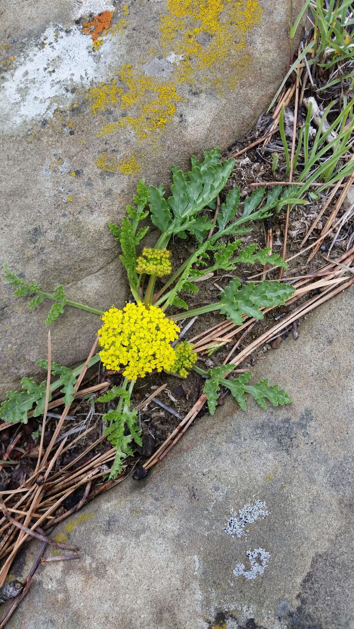 Image of leafy wildparsley