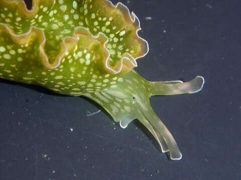 Image of lettuce sea slug