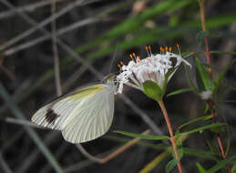 Image of Elodina padusa (Hewitson 1853)