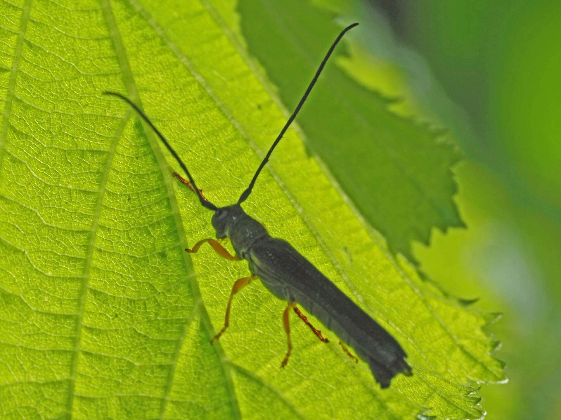 Image of Oberea linearis (Linné 1761)