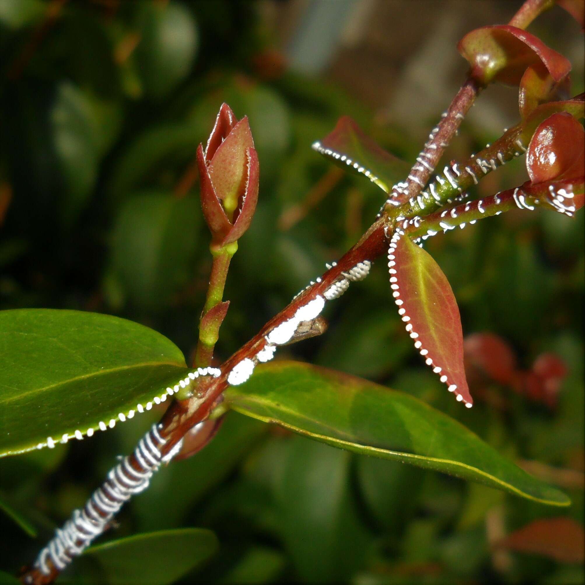 Image of Leioscyta spiralis Haviland