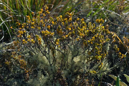 Image of Pimelea traversii Hook. fil.