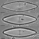 Image of Anomoeoneis costata (Kützing) Hustedt 1959