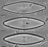 Anomoeoneis costata (Kützing) Hustedt 1959 resmi