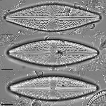 Anomoeoneis costata (Kützing) Hustedt 1959 resmi