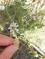 Image of Rusby's milkvetch