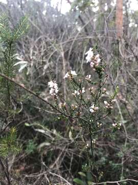 Imagem de Epacris microphylla R. Br.