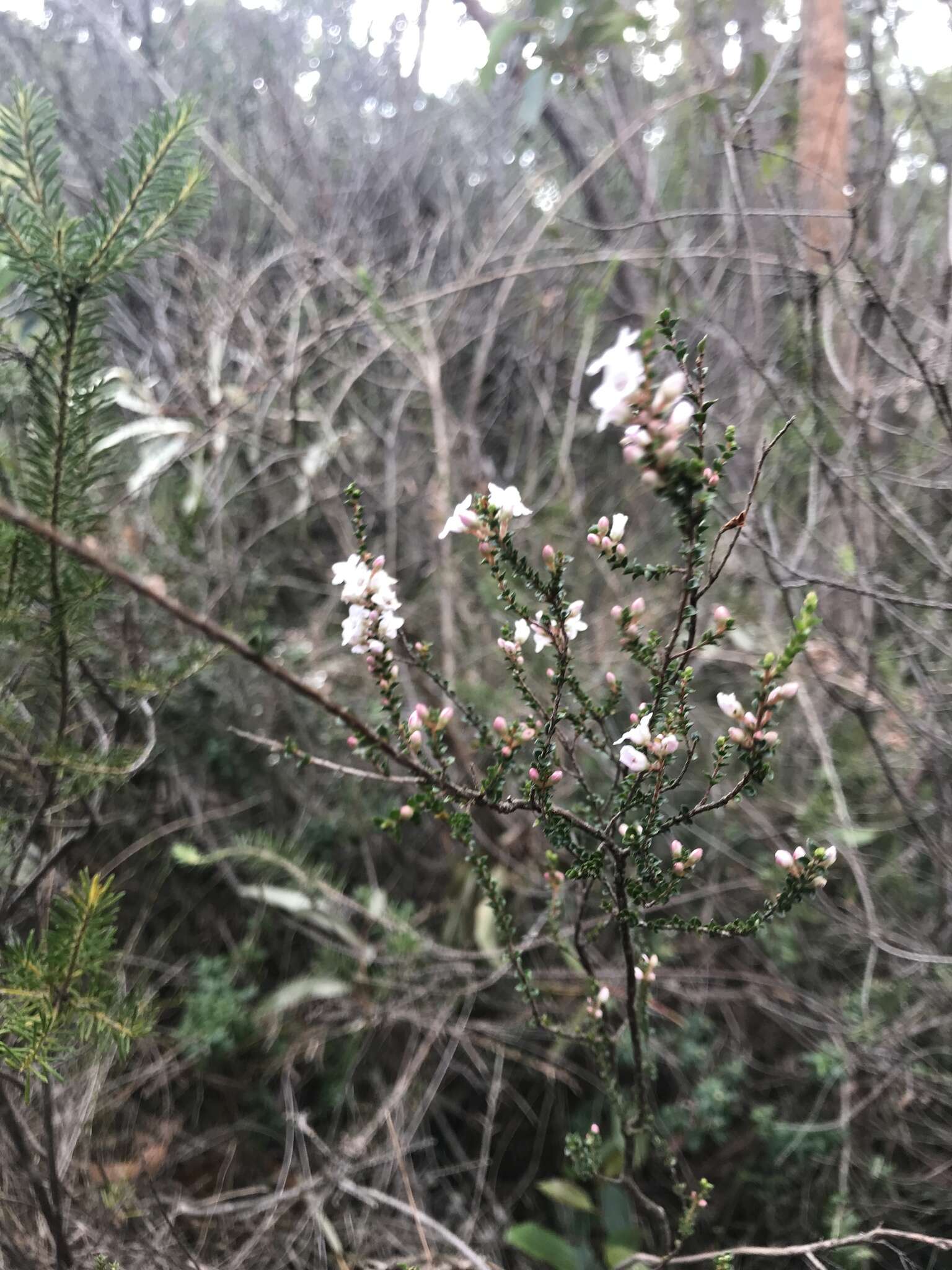 Sivun Epacris microphylla R. Br. kuva