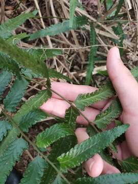 Image of Microlepia bipinnata (Mak.) Shimura