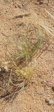 Image of needlegrass