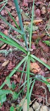 Image of Agave debilis A. Berger