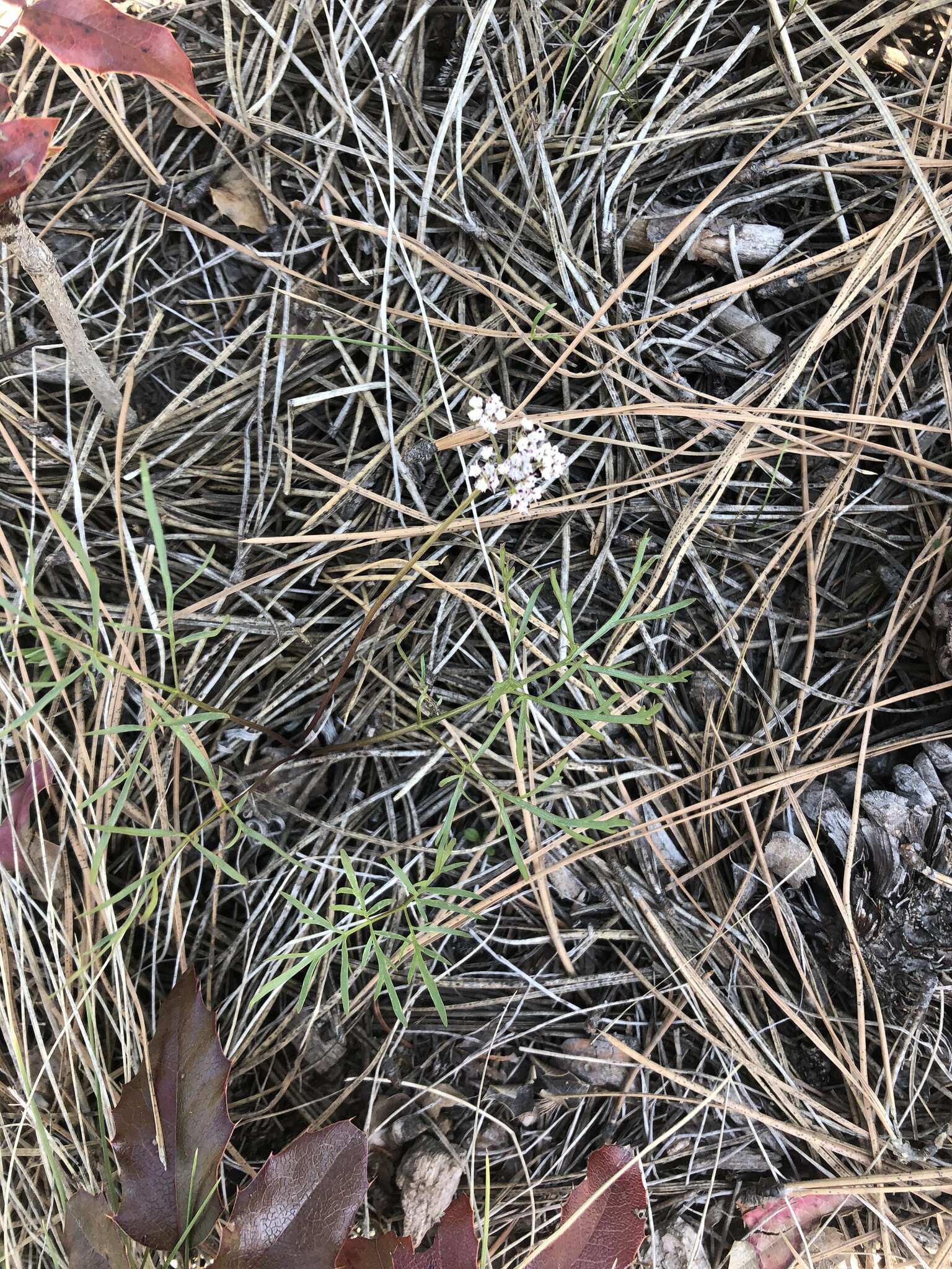 Image of Geyer's biscuitroot