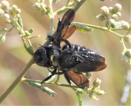 Xylocopa guatemalensis Cockerell 1912 resmi