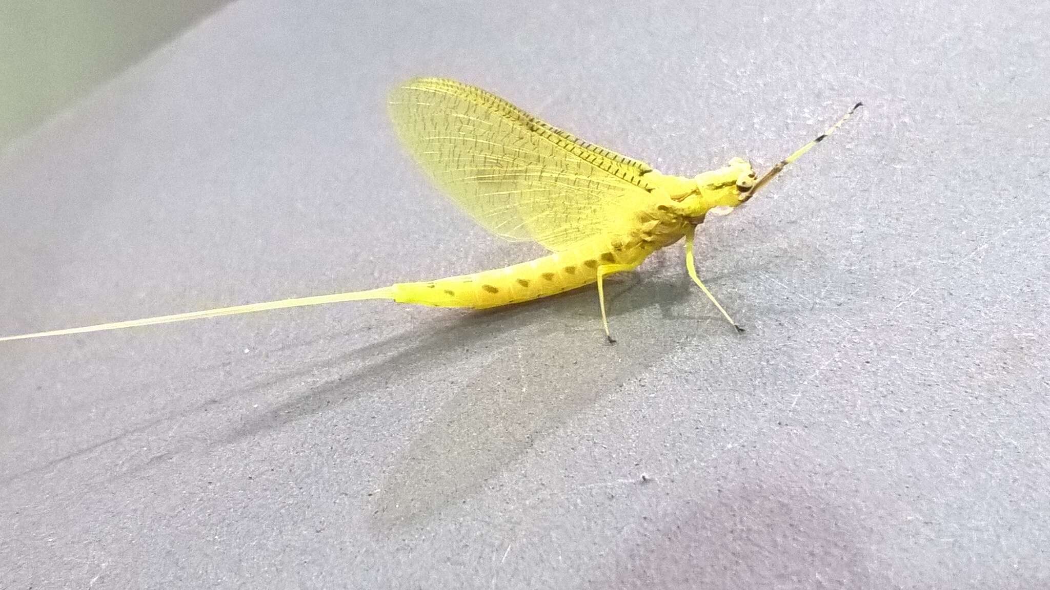 Image of Hexagenia Mayfly