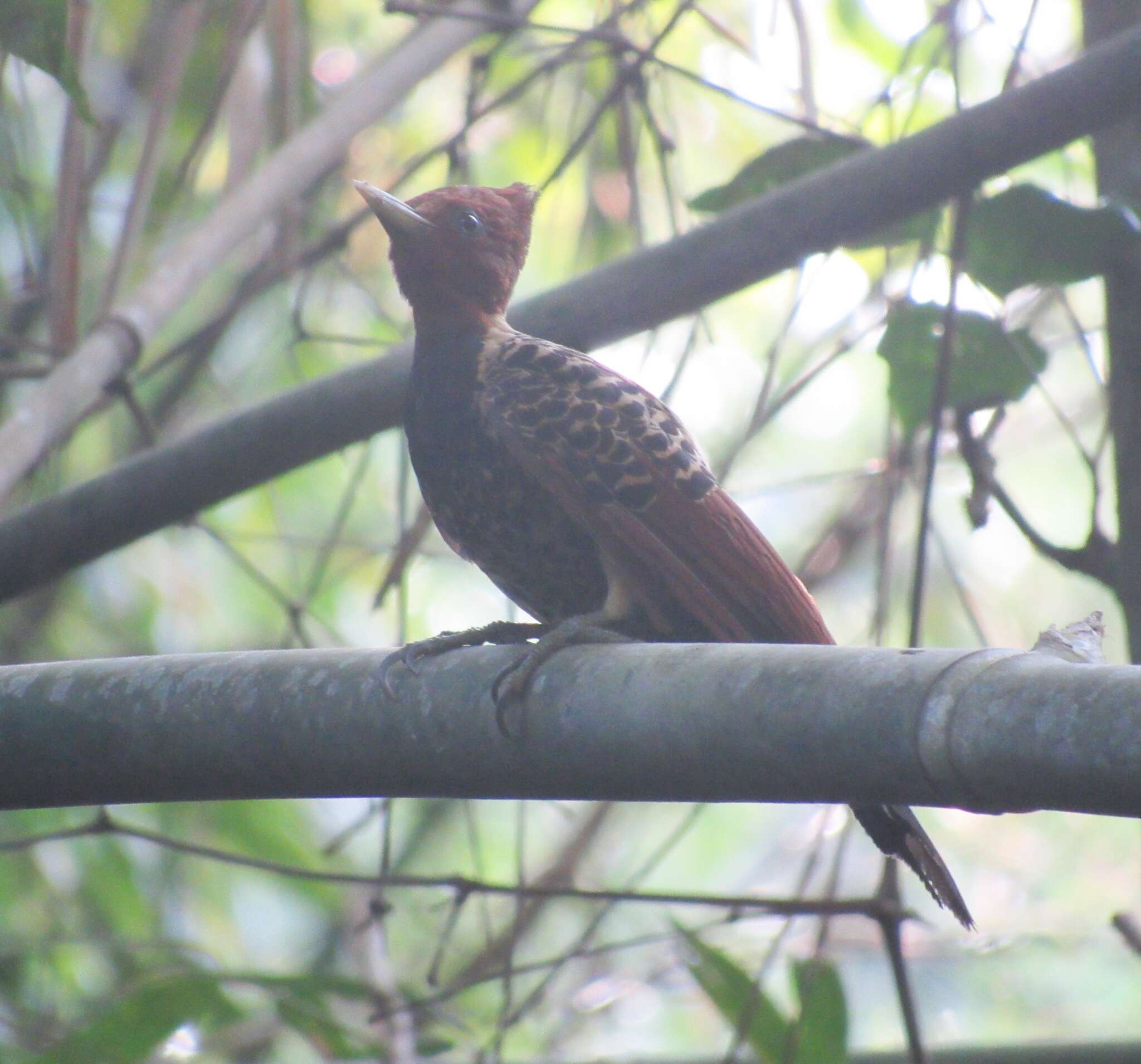 Image of Rufous-headed Woodpecker