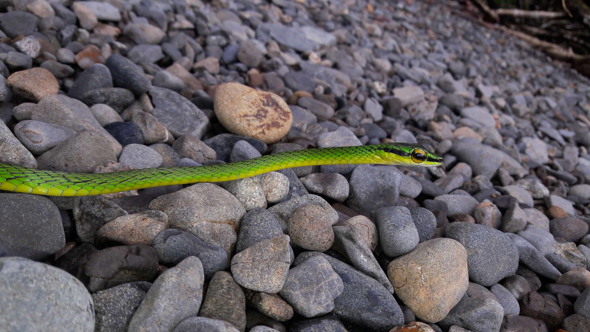 Image of Cope's Parrot Snake