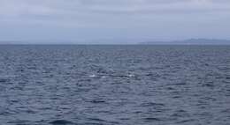 Image of Bryde's whale