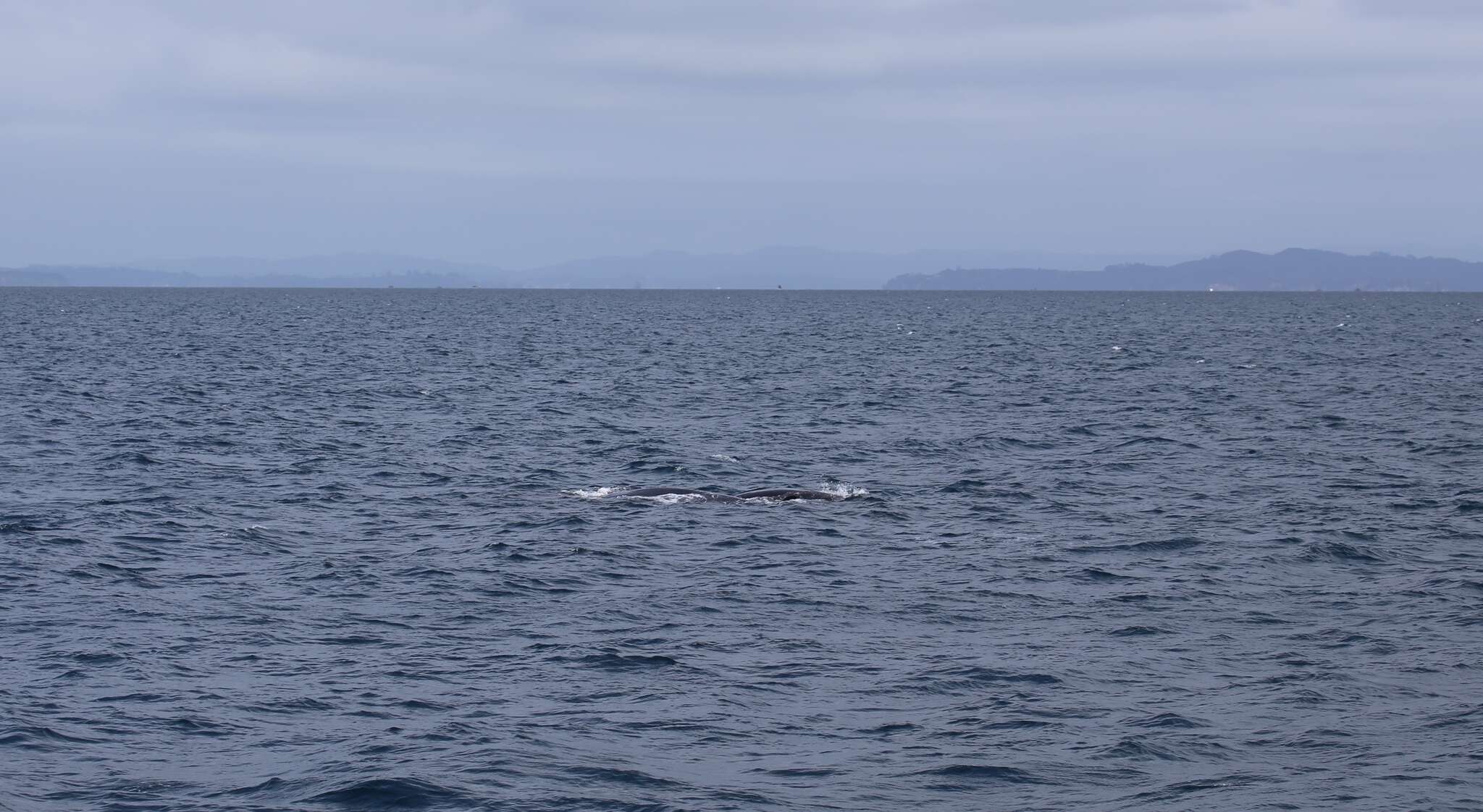 Image of Bryde's whale