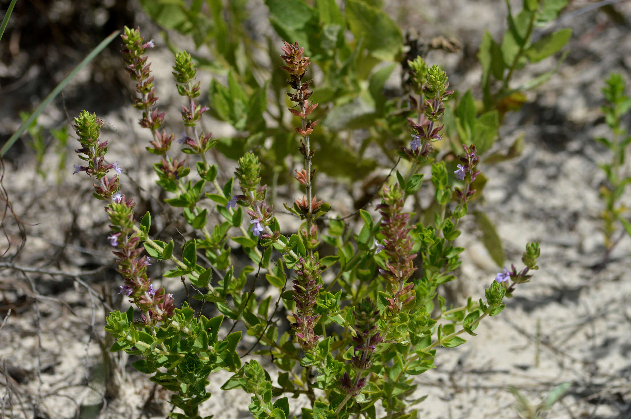 Rhododon ciliatus (Benth.) Epling的圖片