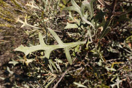 Image of Grevillea ilicifolia subsp. lobata (F. Müll.) Downing