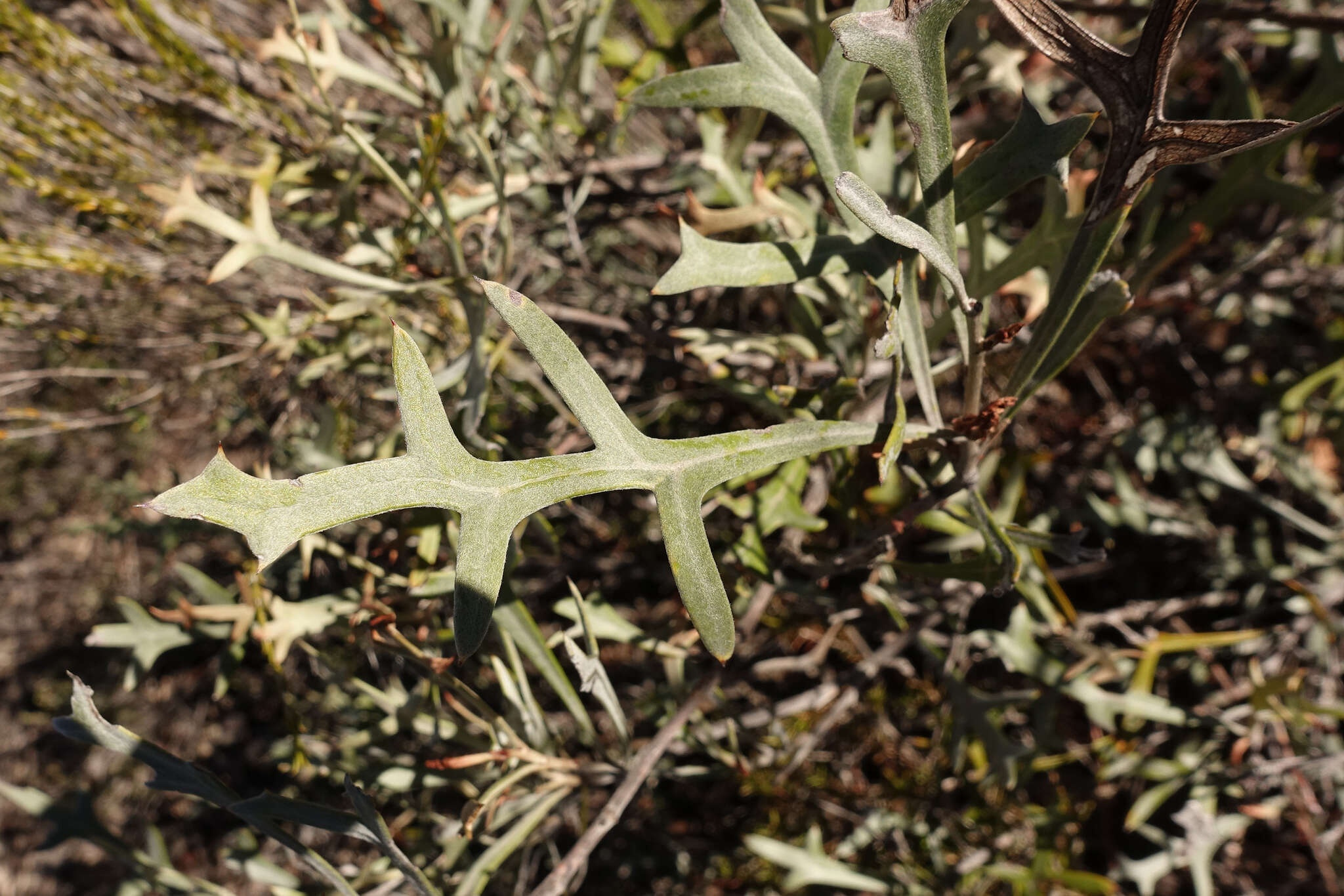 Image of Grevillea ilicifolia subsp. lobata (F. Müll.) Downing