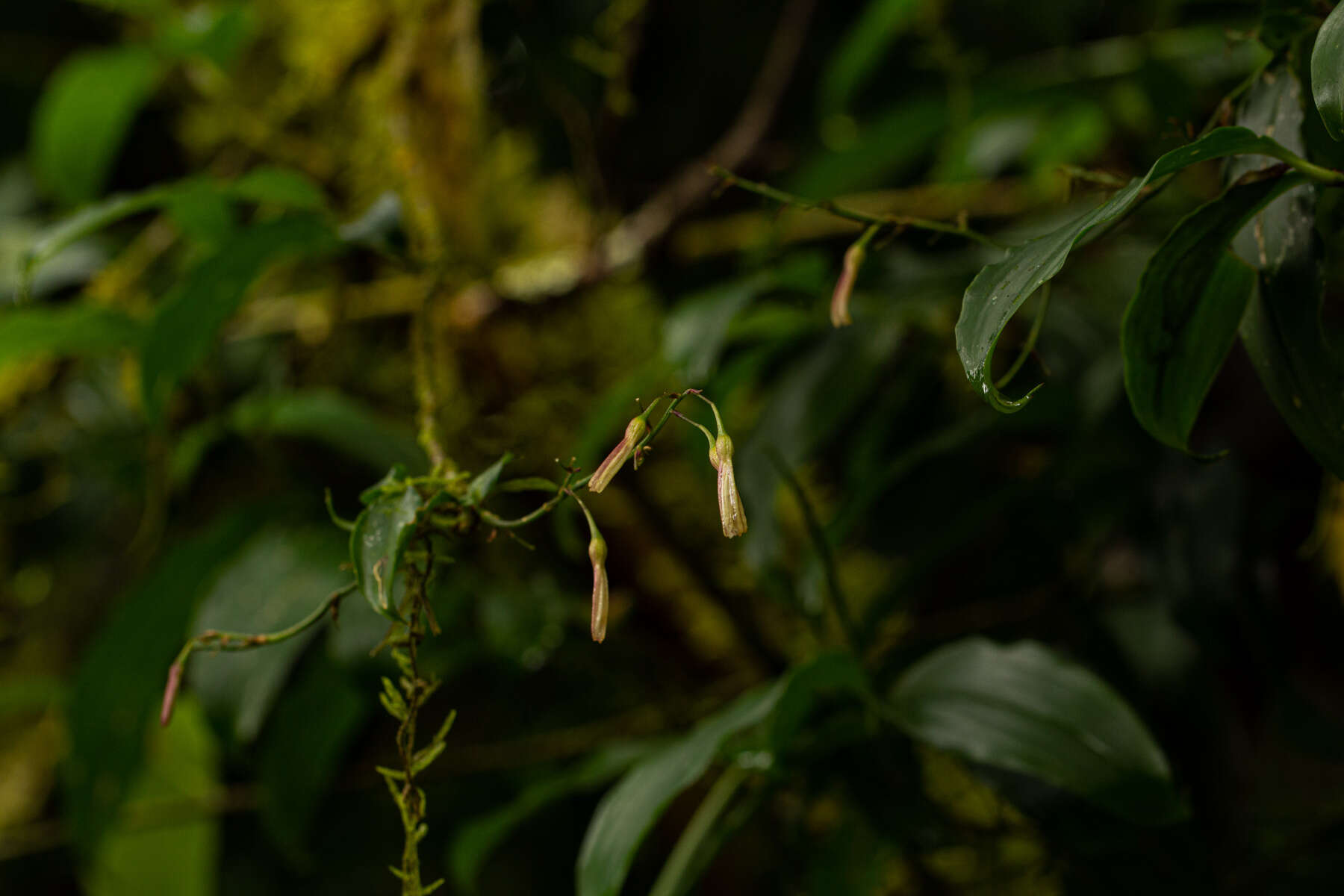 Image of Dracaena laxissima Engl.