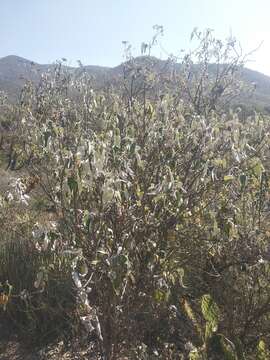 Sivun Parthenium tomentosum DC. kuva